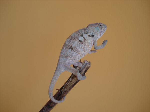 Bonita, Female Ambilobe, 4 months old.