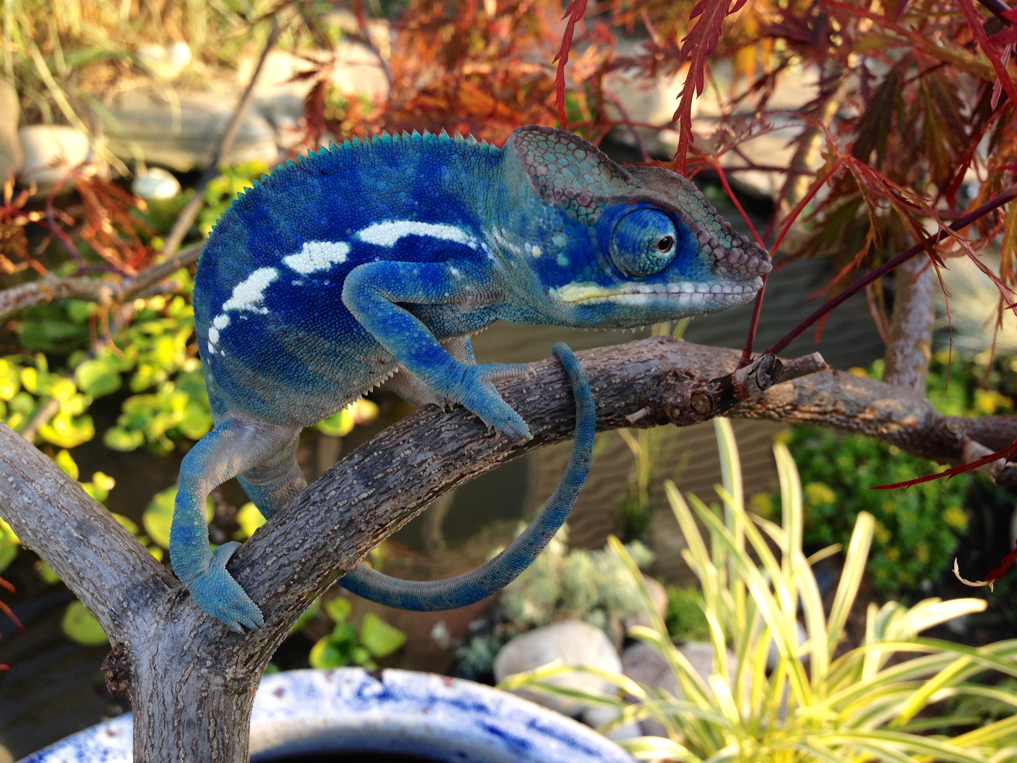 Bonsai's Blue Baby