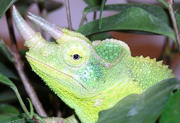 Borat's beautiful face - close up...