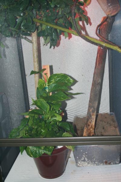 Bottom of Joyce's Cage 6 21 08