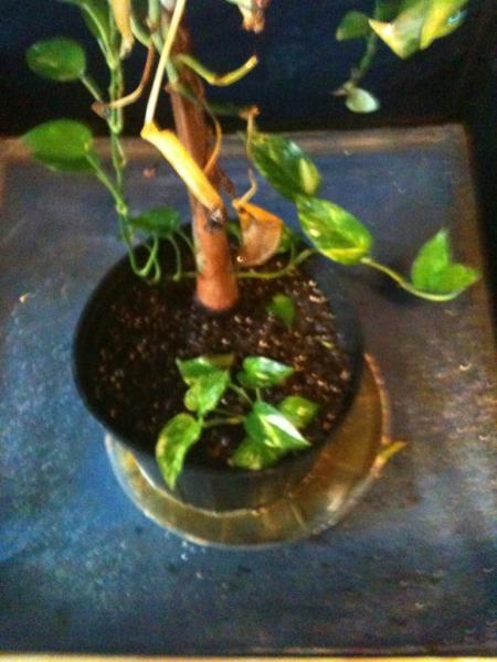 Bottom of the cage screened in so he cant go into the drain area also real soil plant base