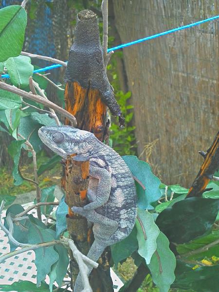 Boutta shed... Lately she's been showing allot of white