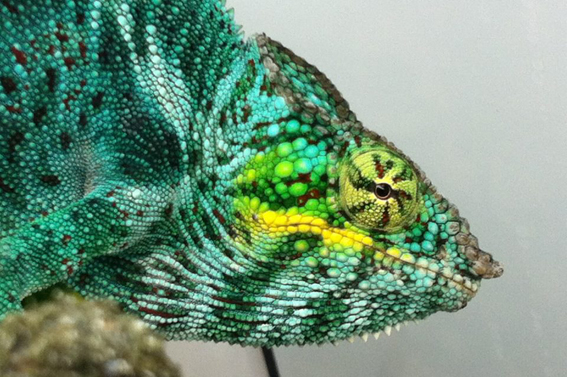 Bowie1, Nosy Faly WC. Imported by me in dec. 2012