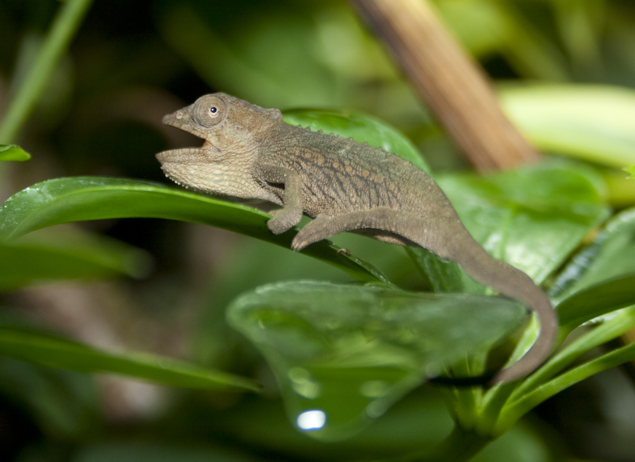 Bradypodion Setaroi Female