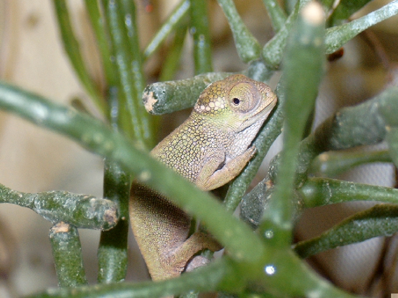 Bradypodion tavetanum juvenile