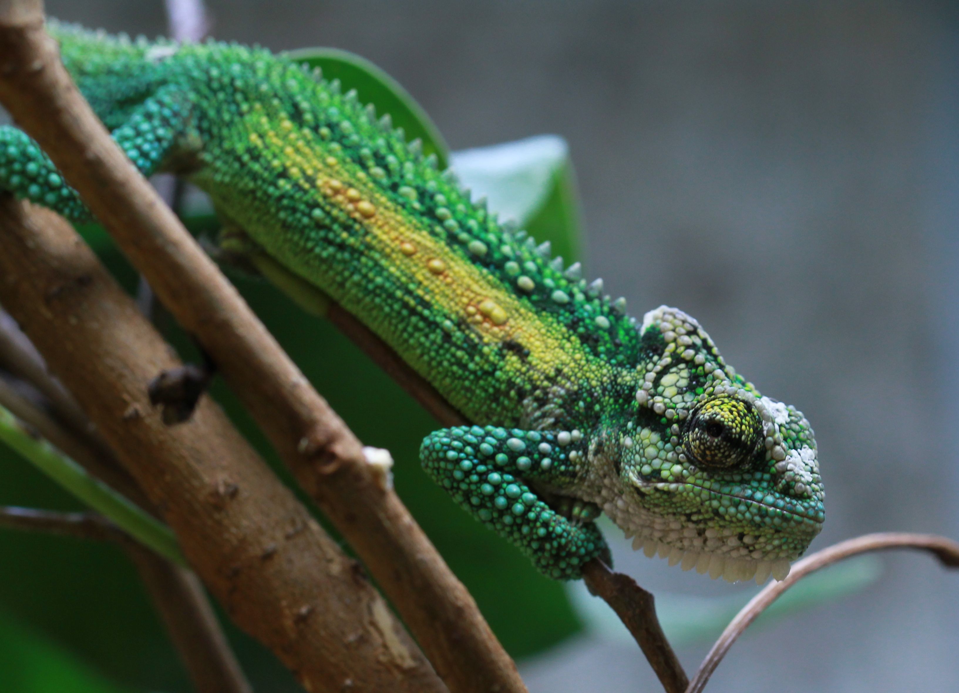 Bradypodion Thamnobates Moii River