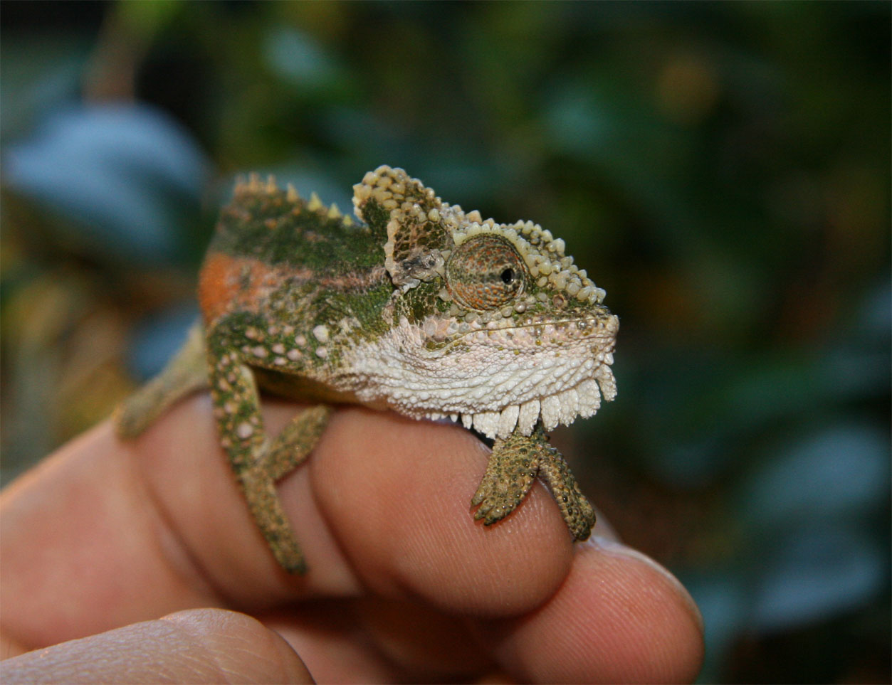 Bradypodion Thamnobates(natal Dwarf Chameleon)