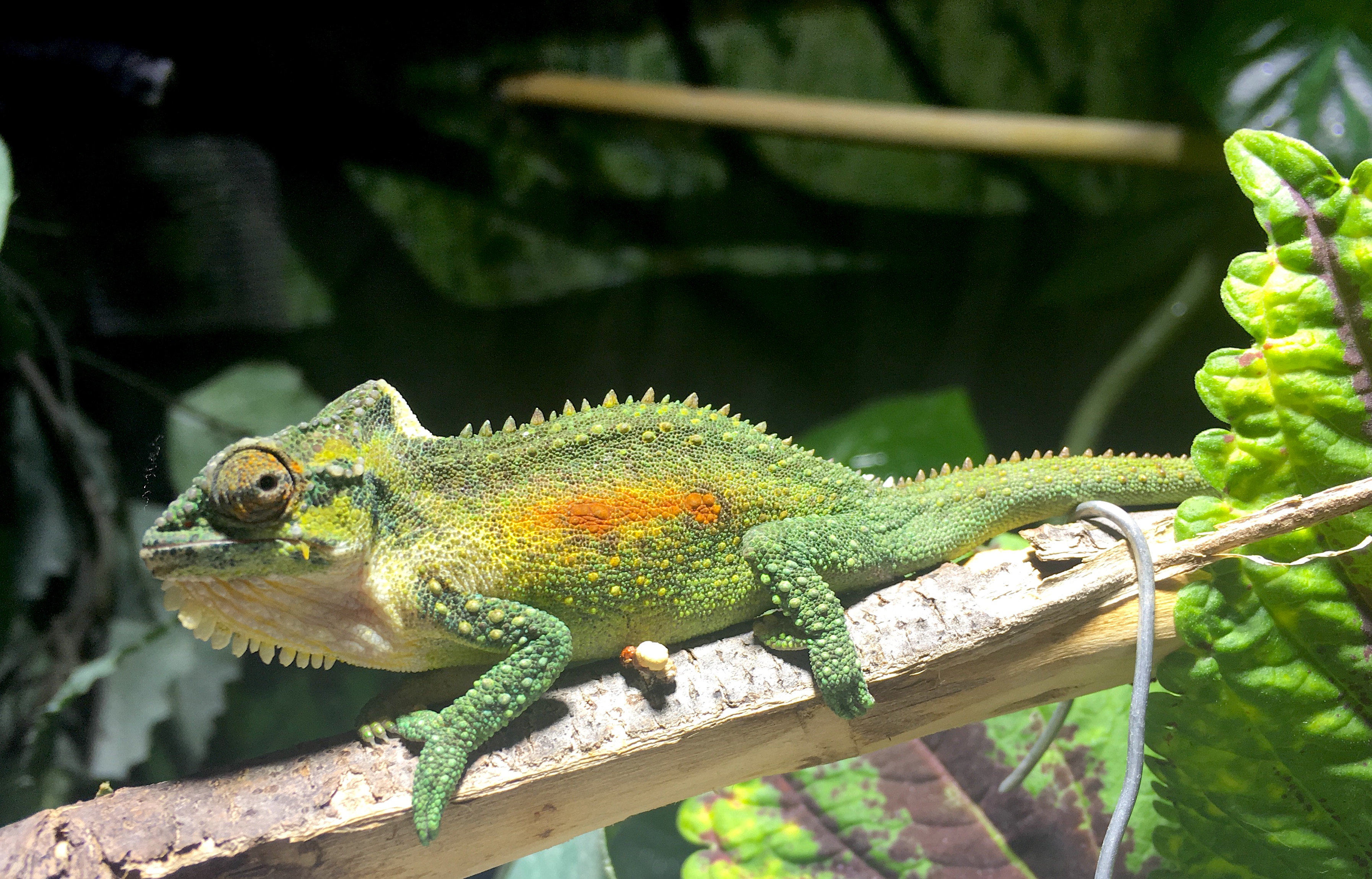 Bradypodion Thamnobates