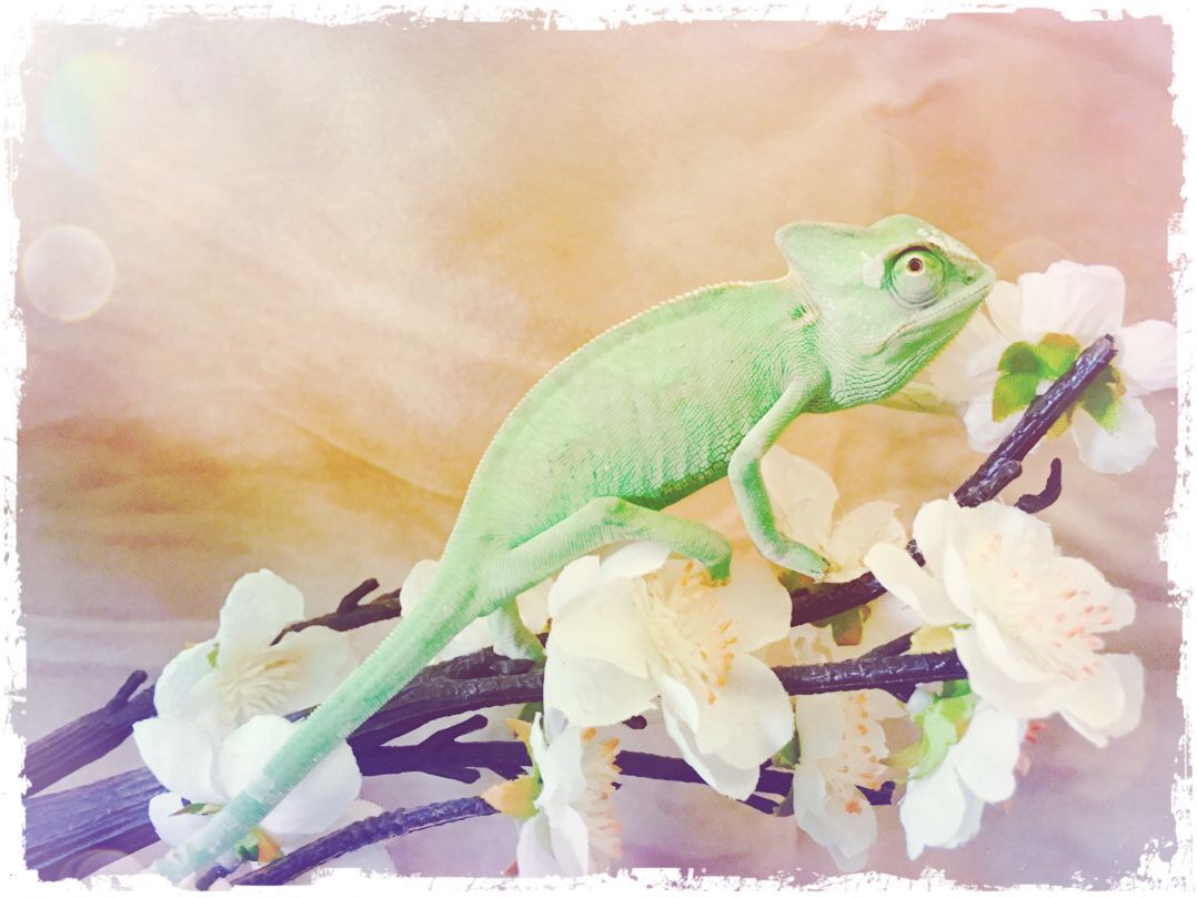 Branch Boy