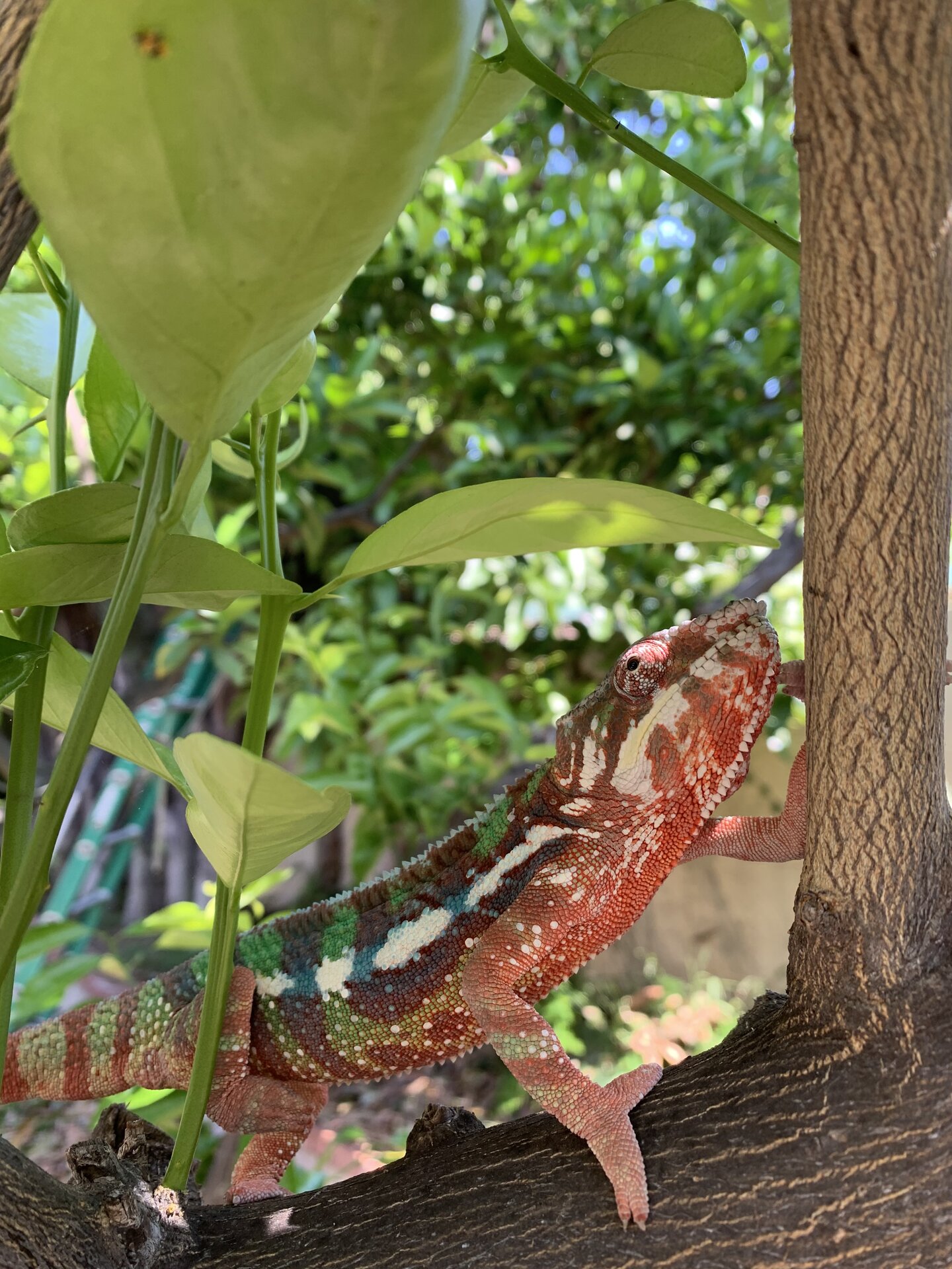 Branching Off to New Territories