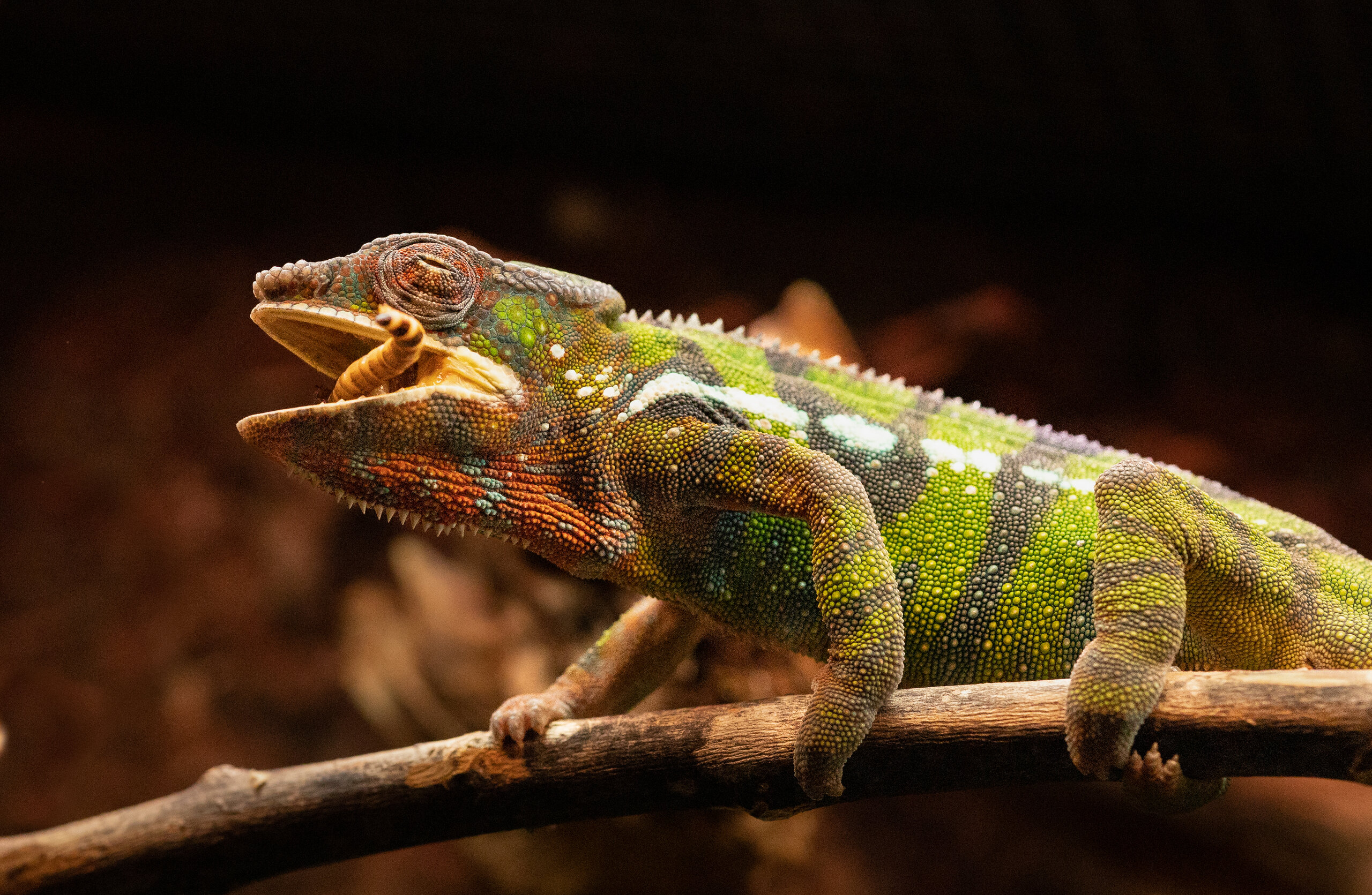 Breakfast of champions