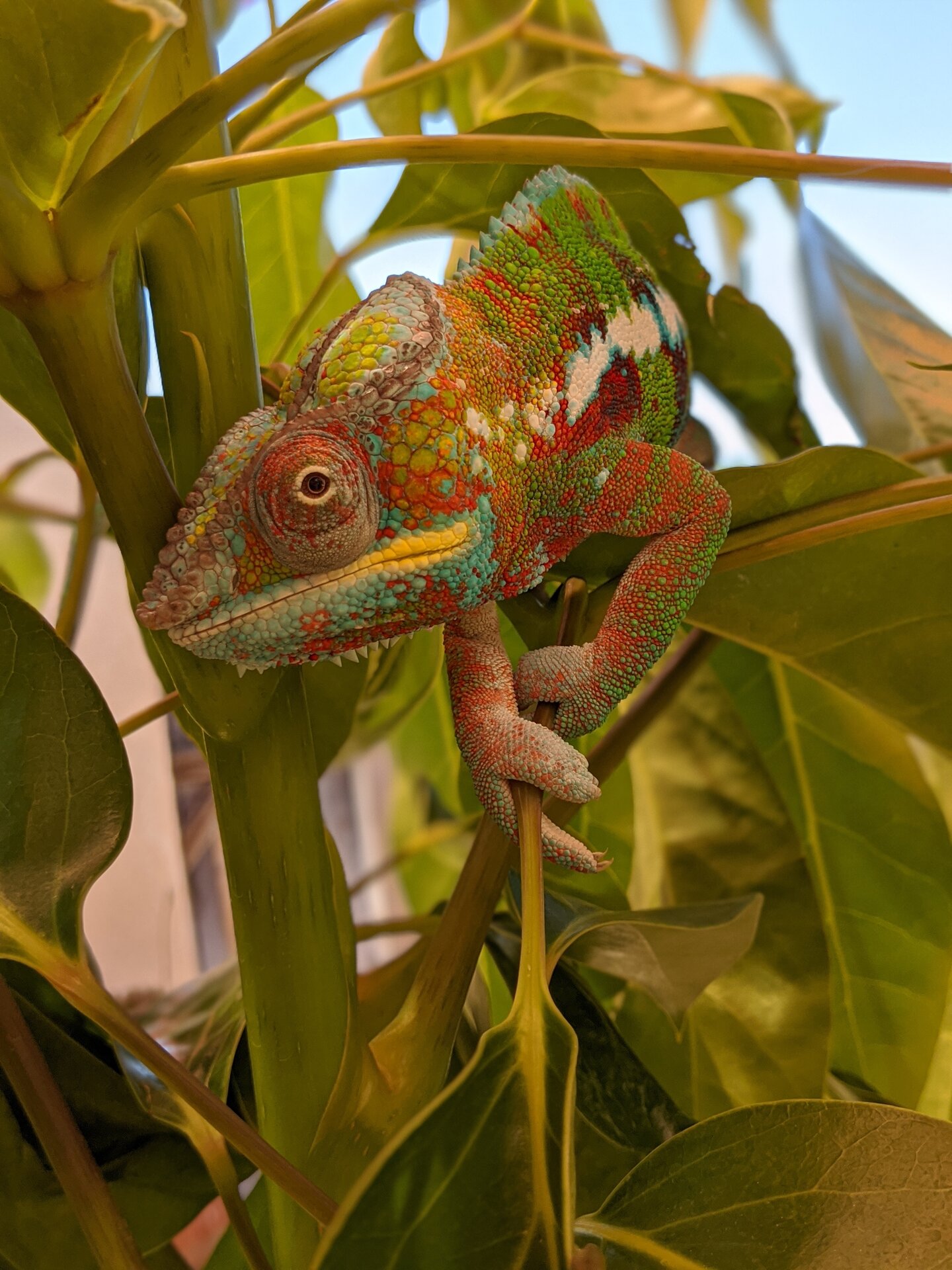 breaking in a new plant