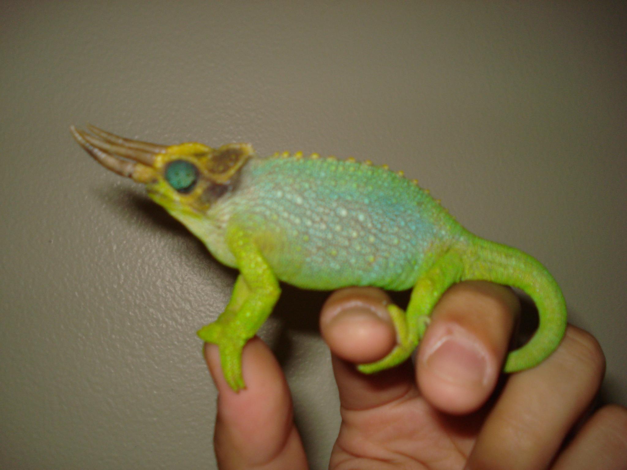 Breeder male adult meru