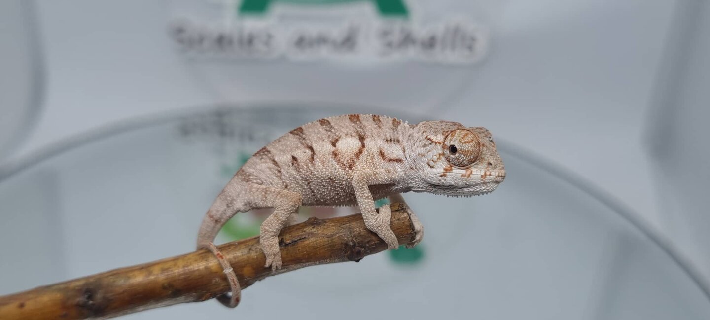 Breeder photo 1