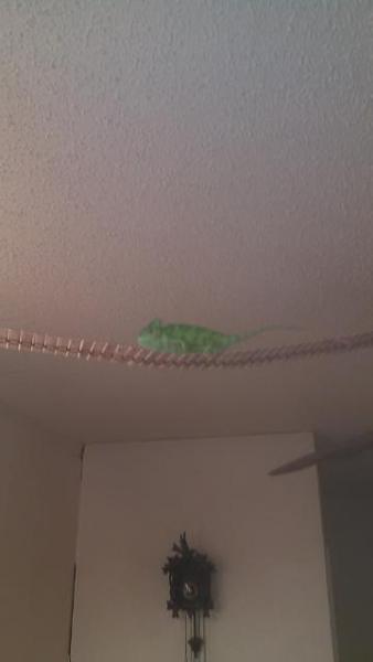 bridge lizard
He loves to explore he now can travel over to the ceiling fan down the wall and over to the chest he loves it.  He is a free range liza