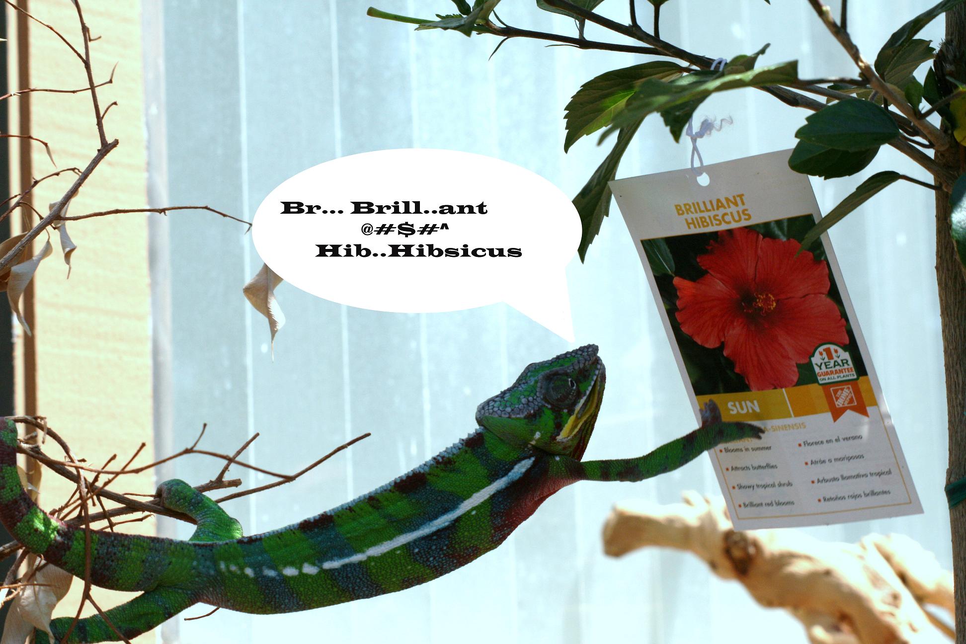 Brillant Hibsicus ????