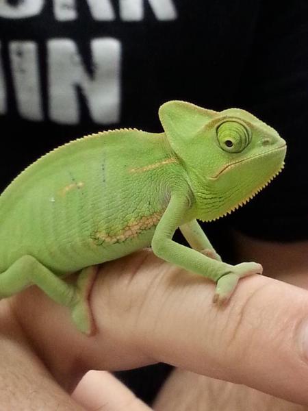 Bringing Lilly home she is a veiled chameleon