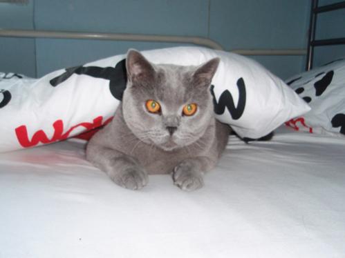 British shorthair Artuš