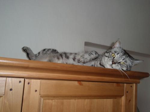 British shorthair Merlin