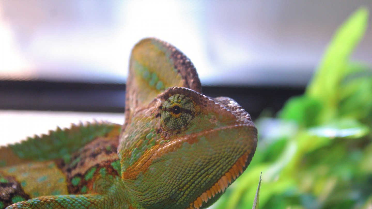 Brodey the Chameleon