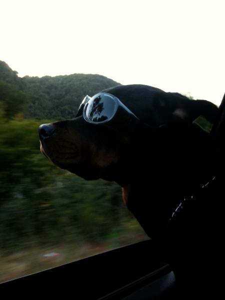 Brody enjoying a ride through wine country with his doggles on.