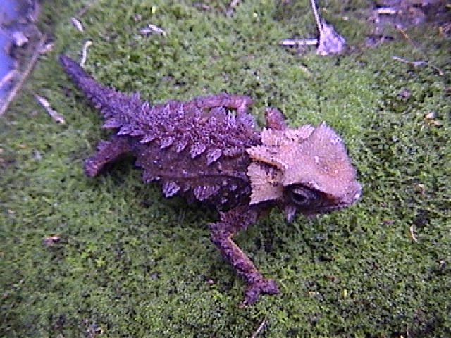 Brookesia Perarmata