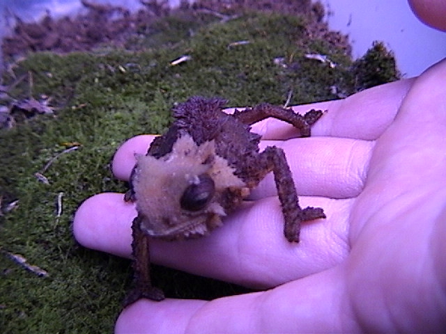 Brookesia Perarmata