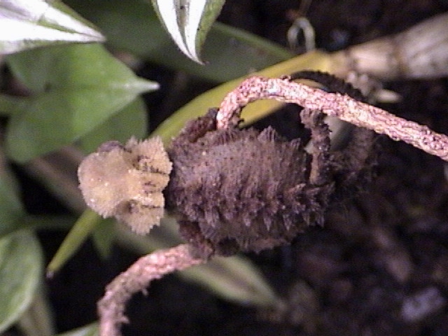 Brookesia Perarmata