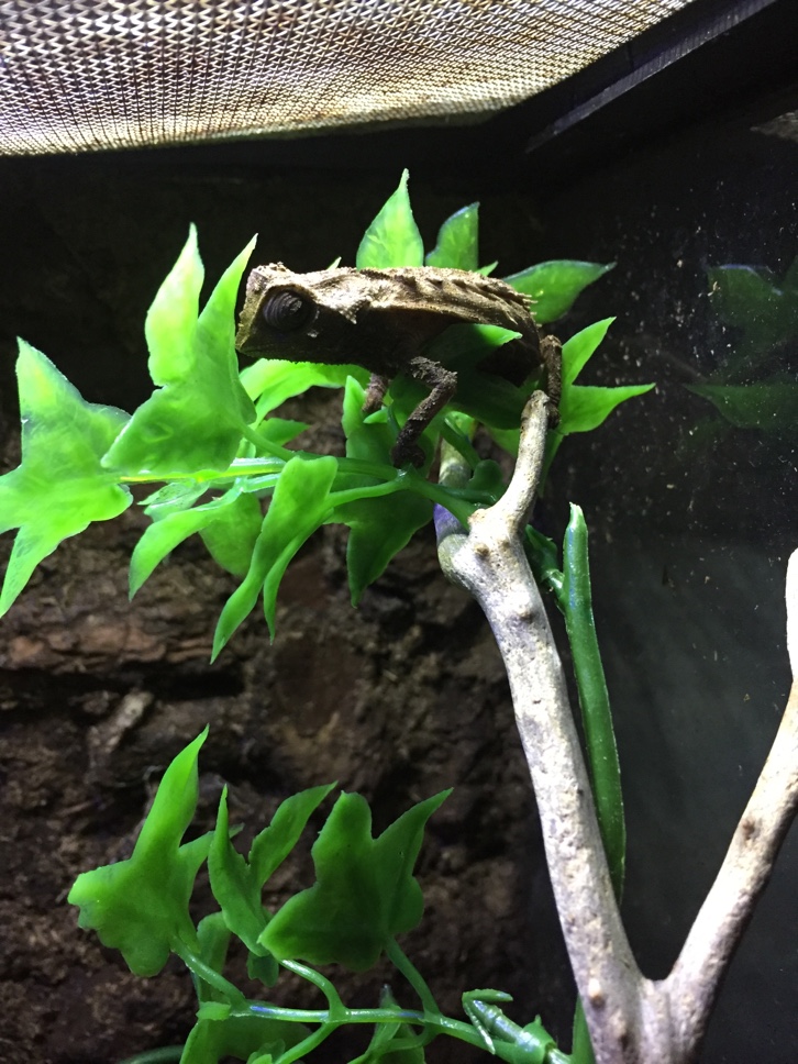 BROOKESIA PERARMATA??