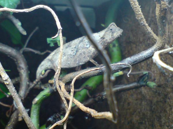 brookesia superciliares