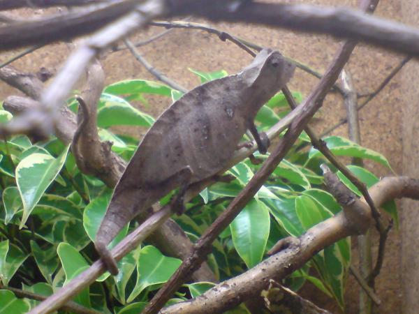 brookesia superciliares