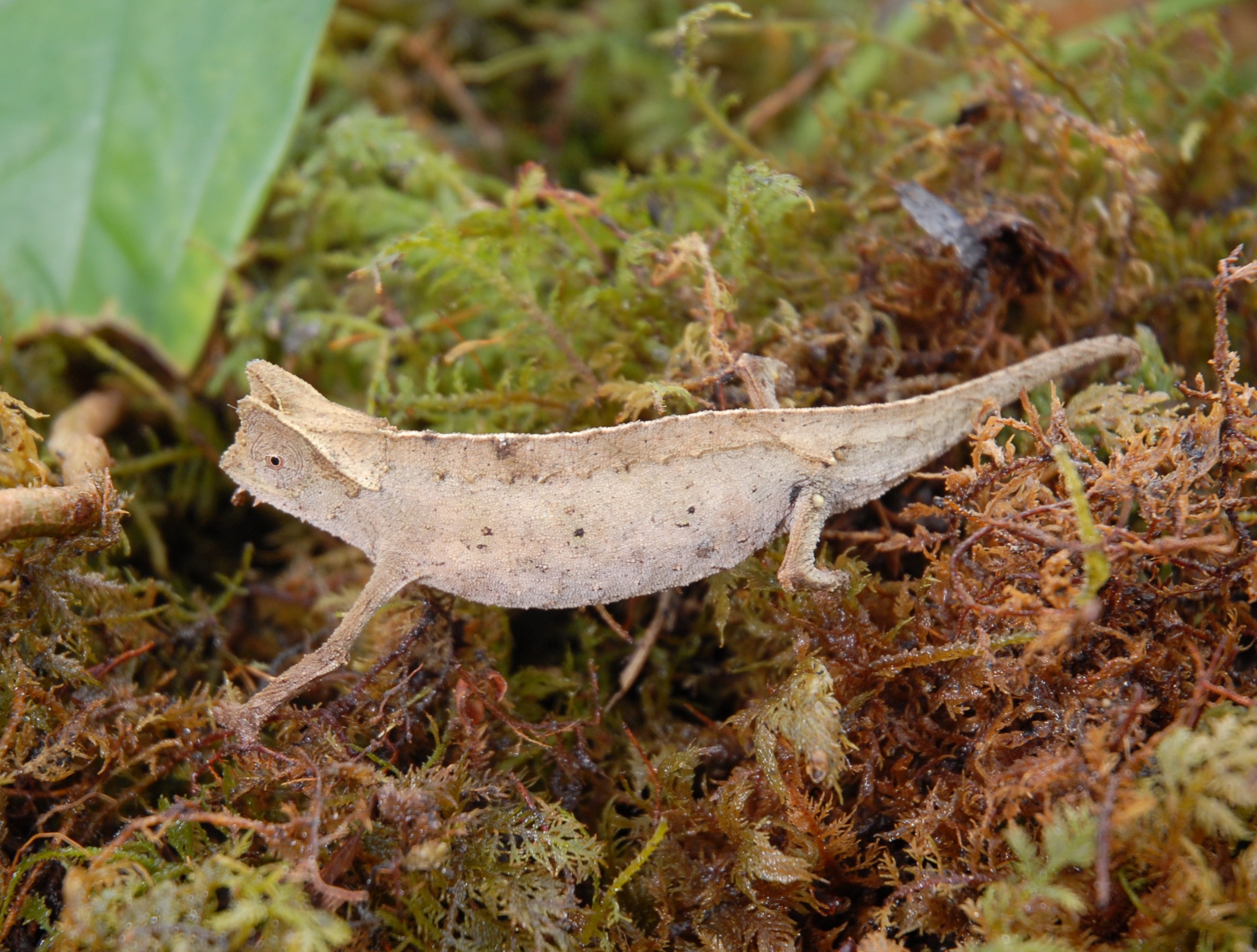 Brookesia Superciliaris