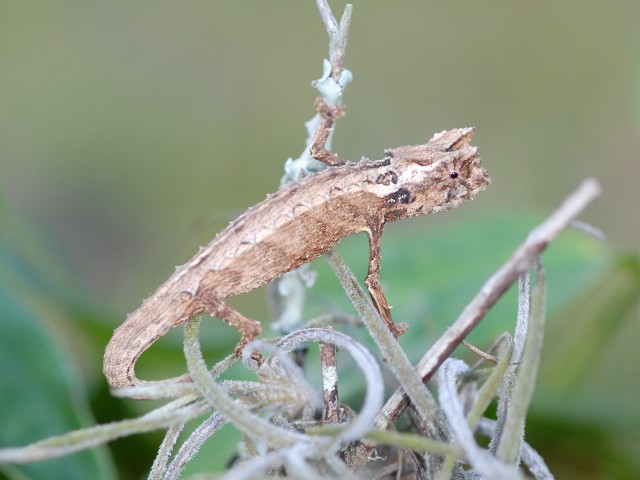 Brookesia Thieli