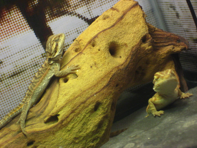 Brother & Sister Beardies