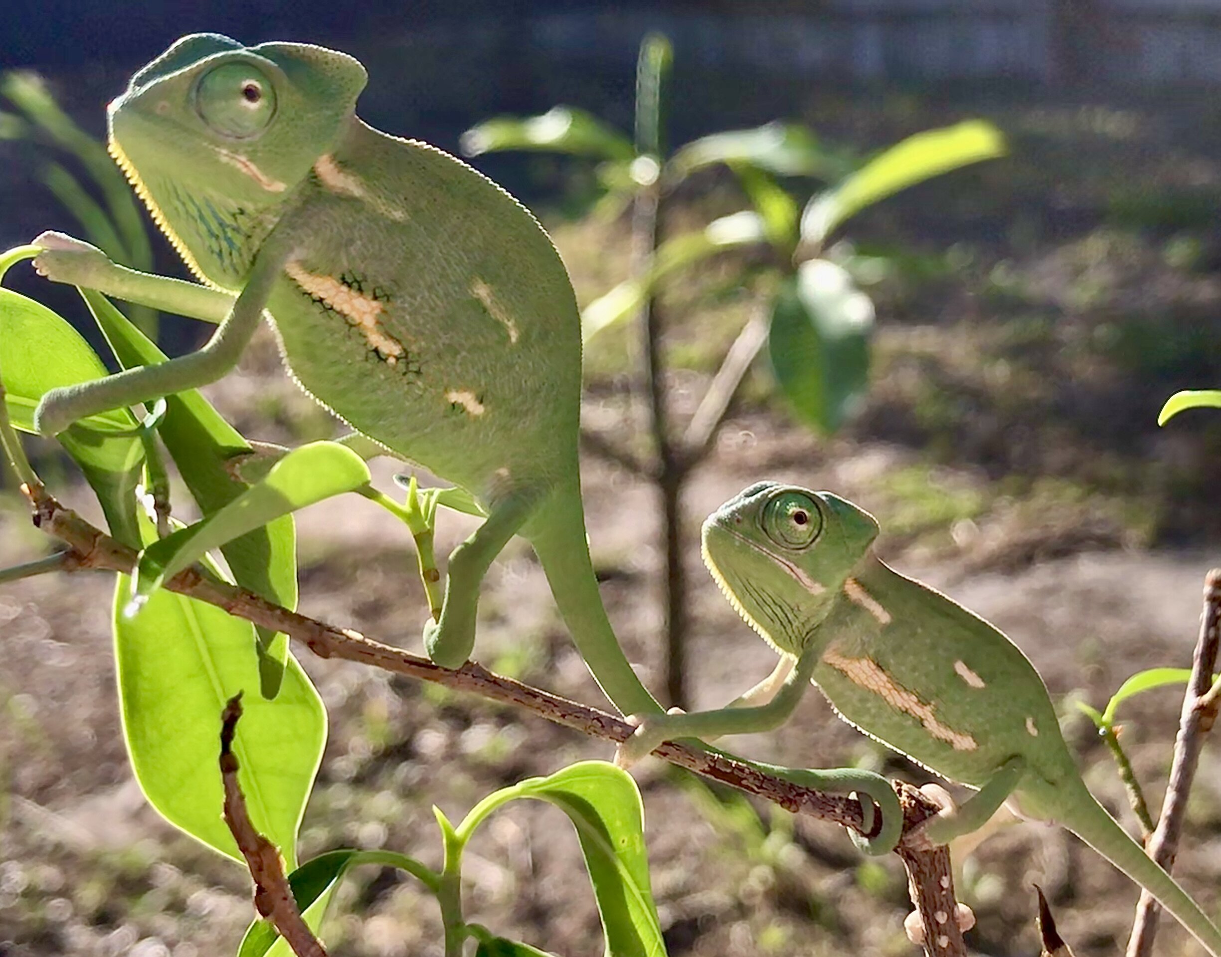 Brothers...❤️🦎