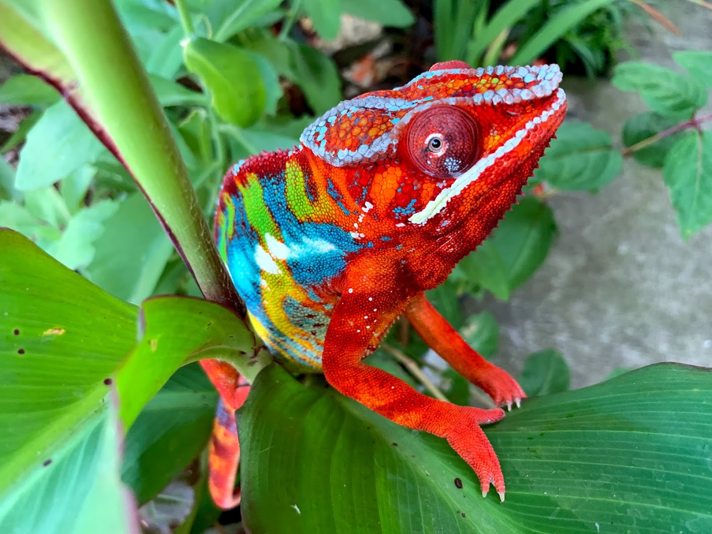 Browning - Ambilobe panther Chameleon