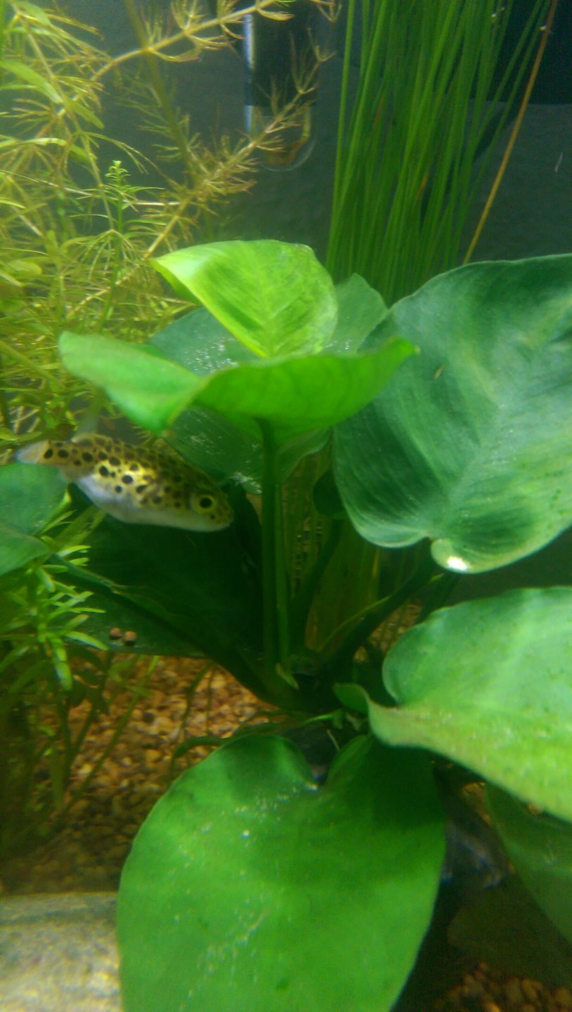 Brutus
