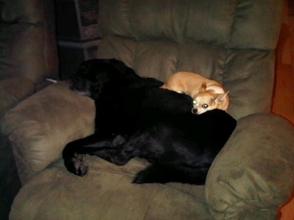 Buddy & Sophie ... RIP Buddy boy<3