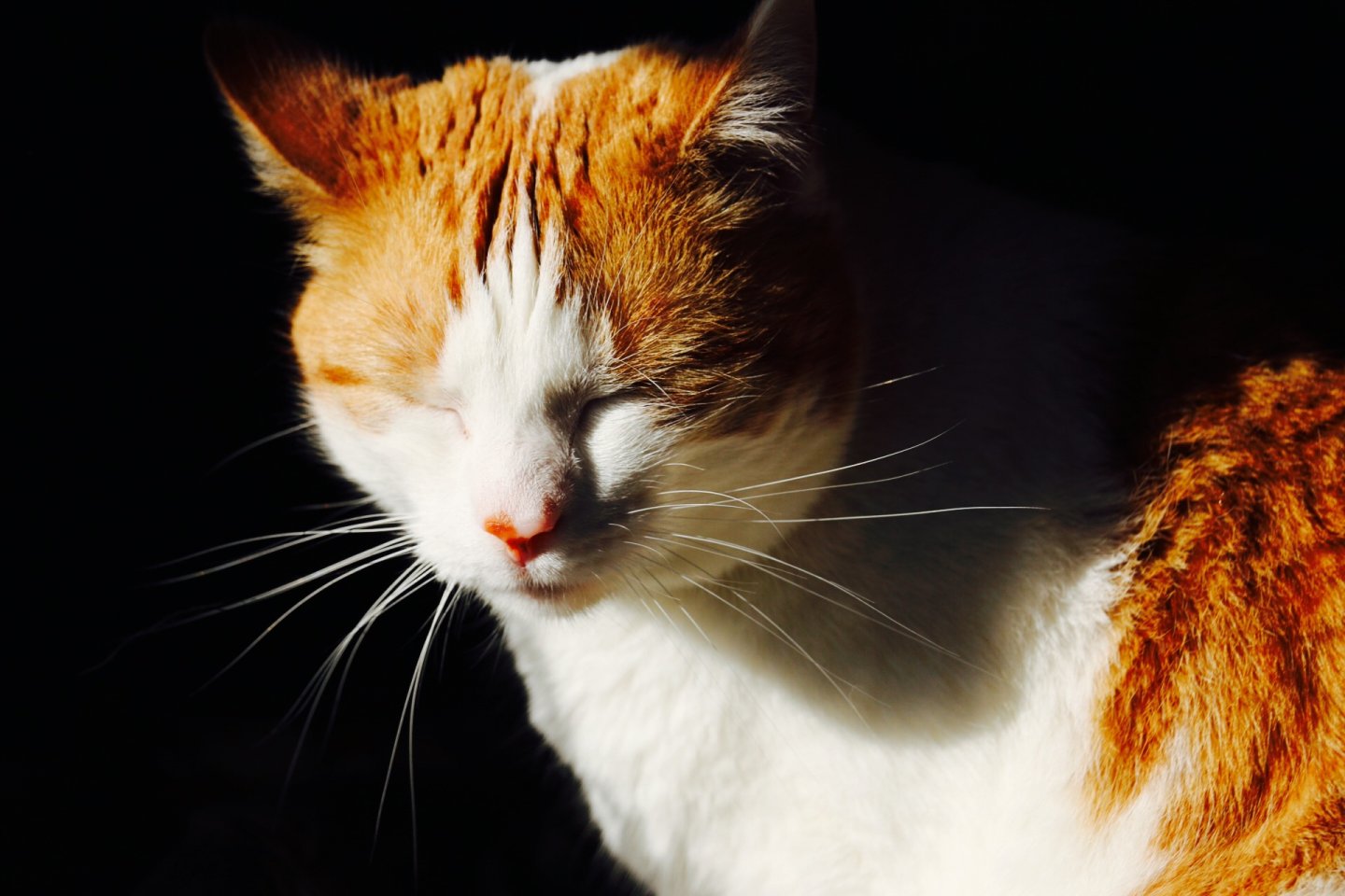Buddy