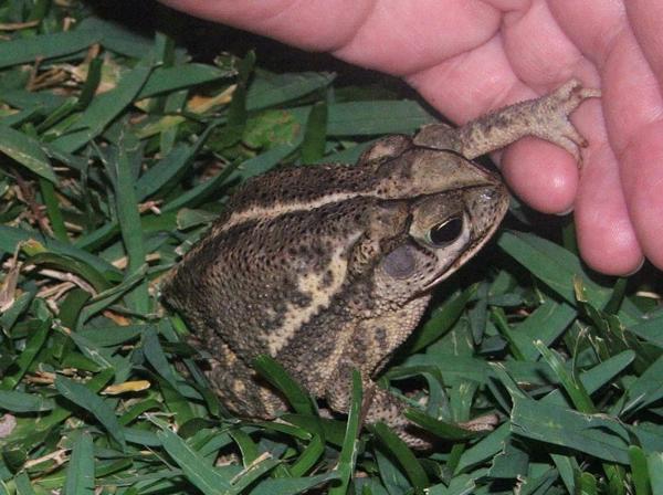 bufo nebulifer