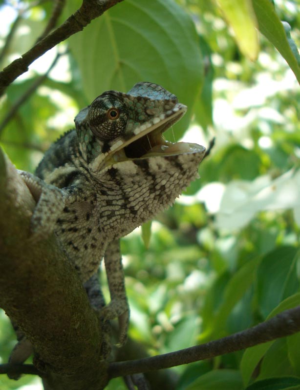 Bugsey in the dogwood 2