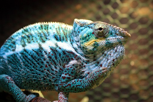 Bumblebee finished 1