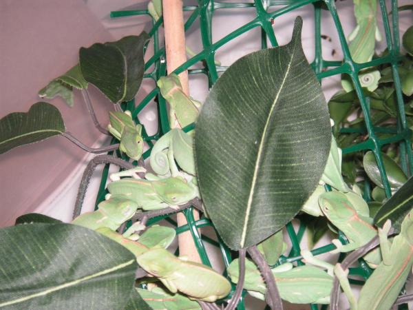 bunch of babies hiding under a leaf sleeping