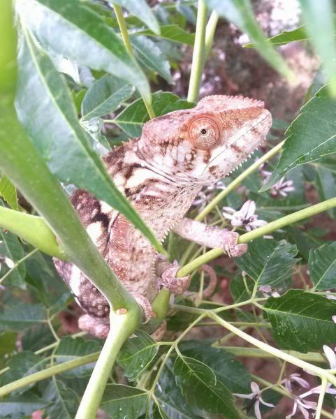 C.C. (Chocolate Chip) -Red Body Blue Bar Ambilobe female