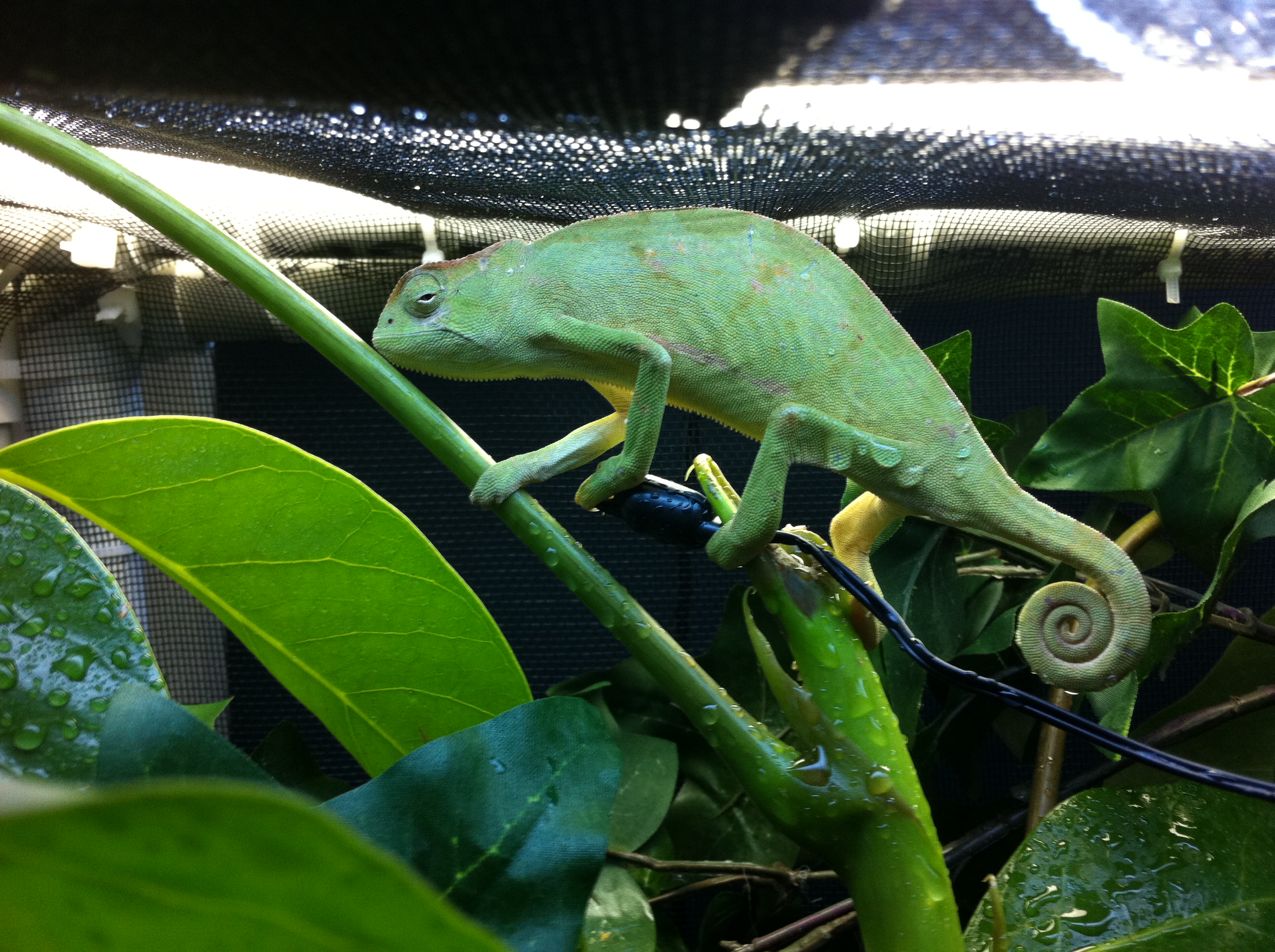 C. Chamaeleo Senegalensis