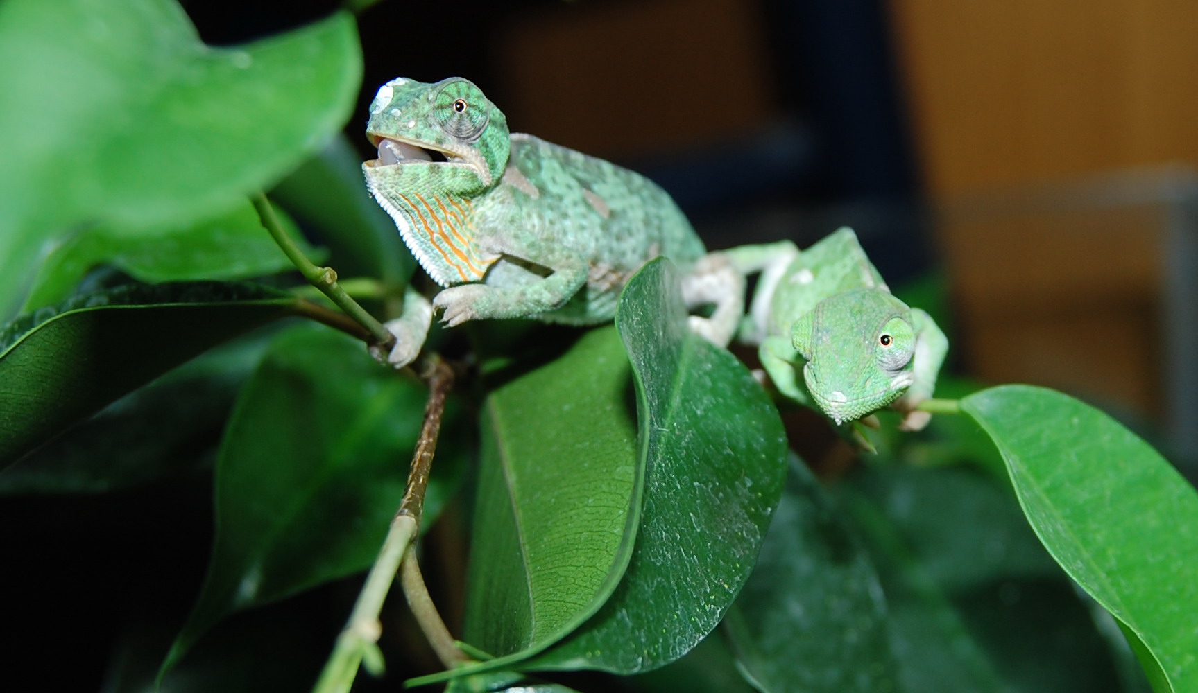 C.dilepis babies