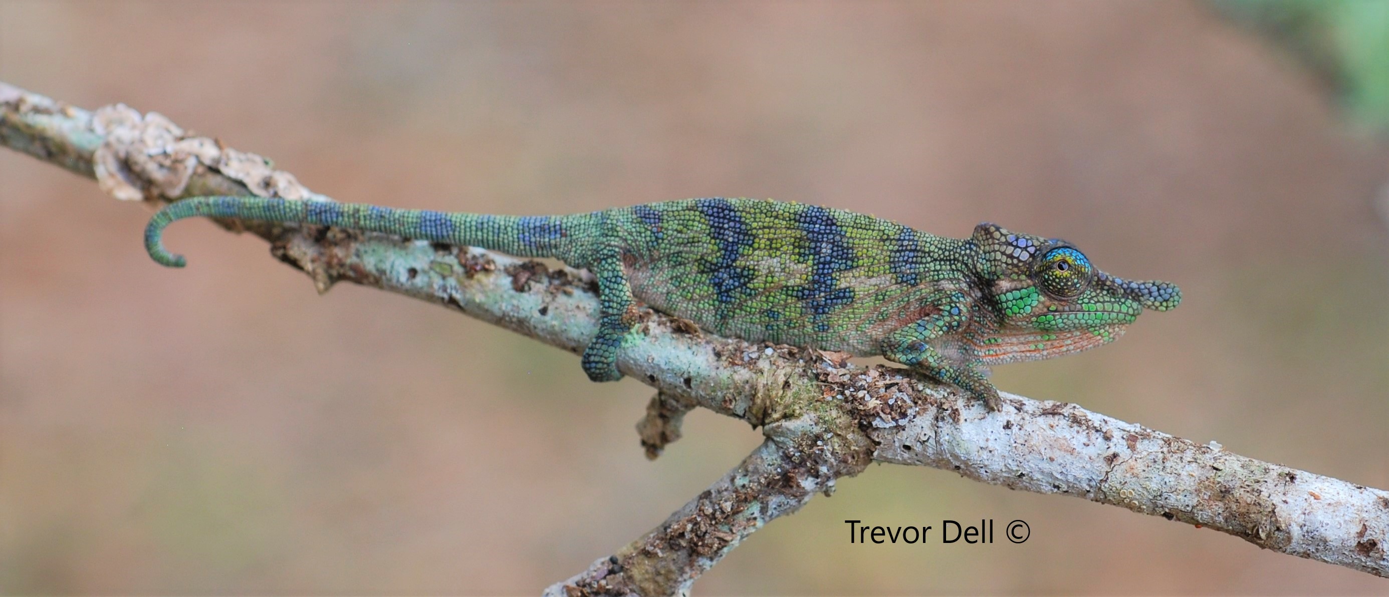 C. fallax - male.JPG