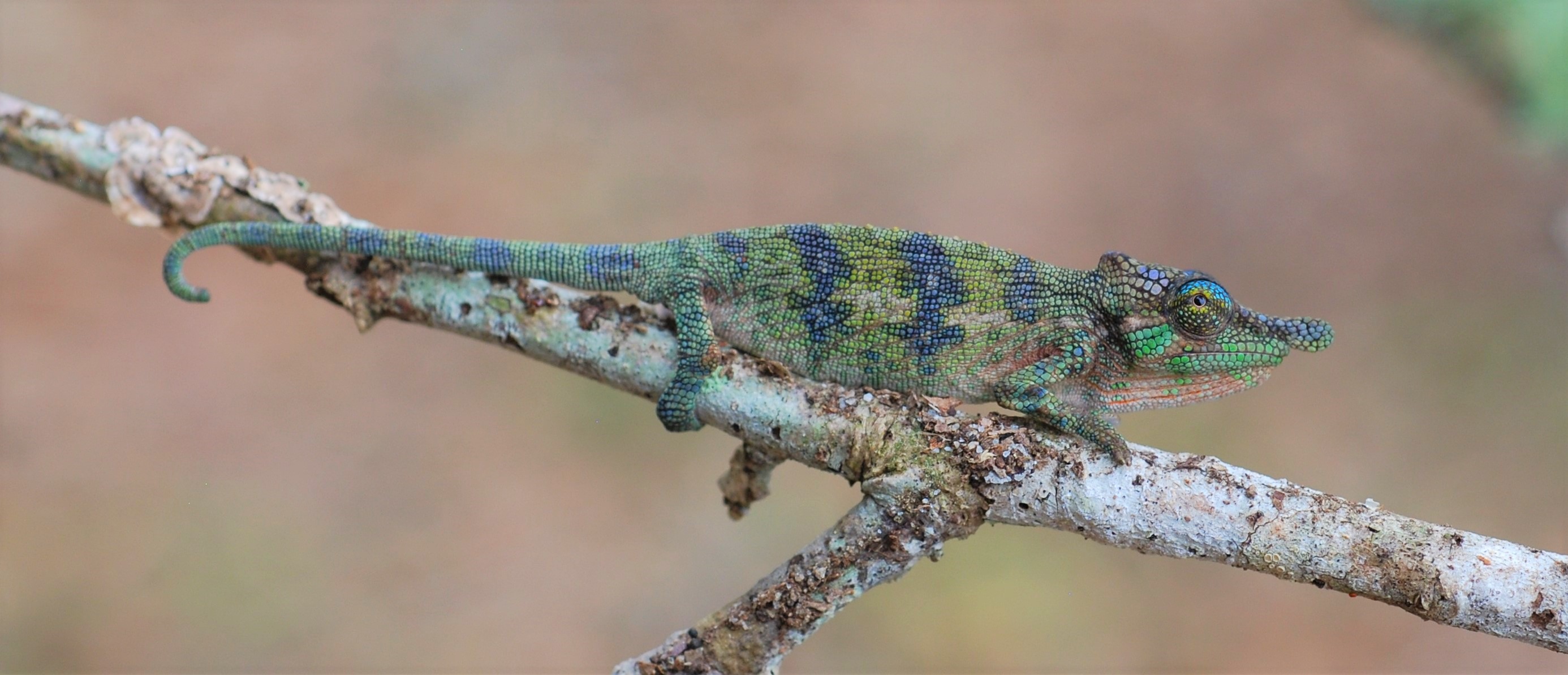 C. fallax - male no copyright.JPG