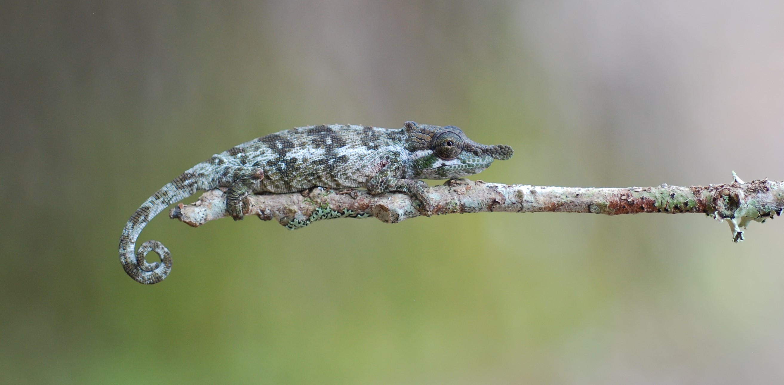 C. fallax - male2.JPG