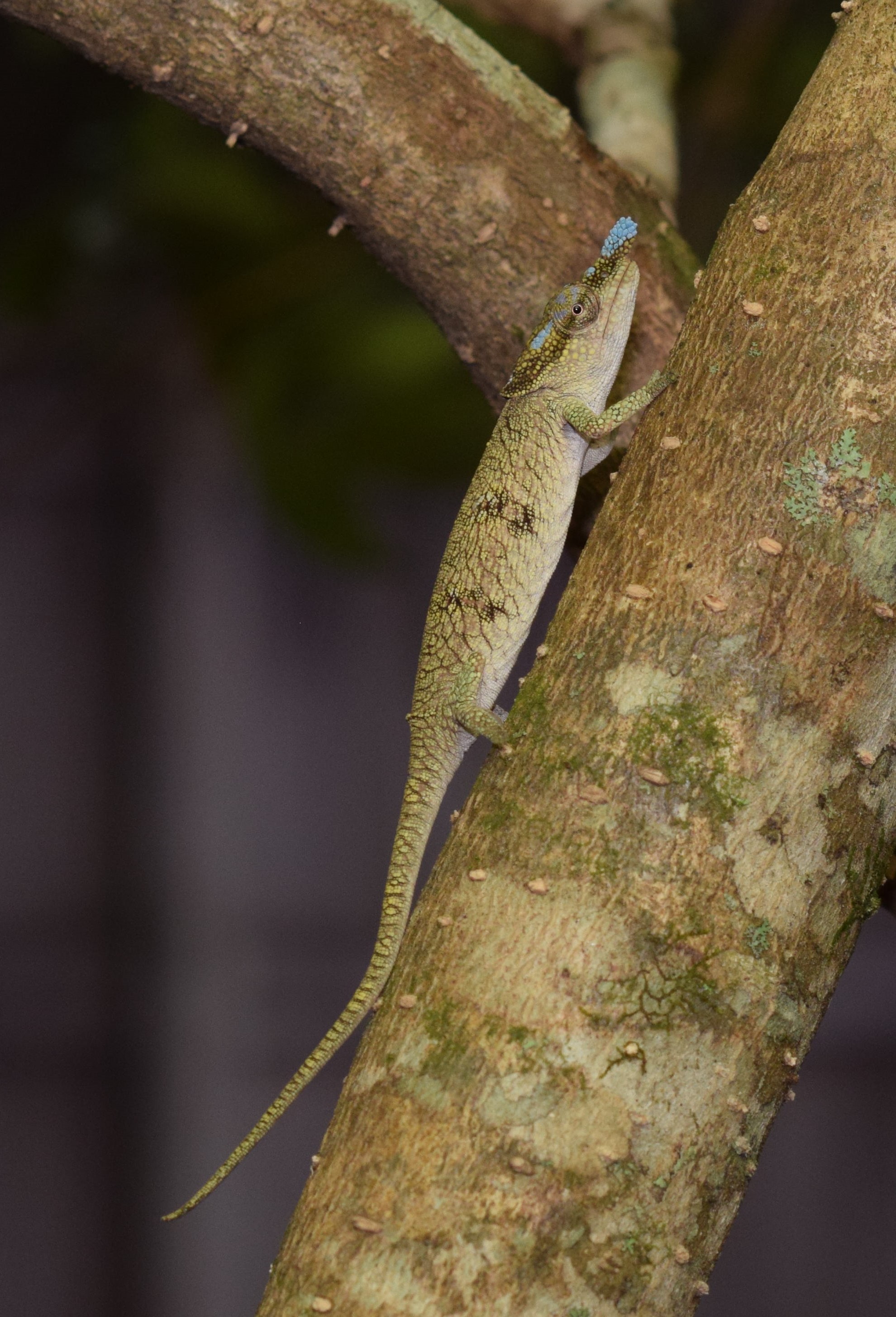 C. linotum - female.JPG